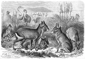 Great patagonian mara (Dolichotis patagonum)