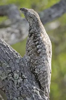 Great Potoo (Nyctibius grandis)