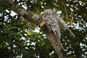 Great potoo (Nyctibius grandis) sitting on branch