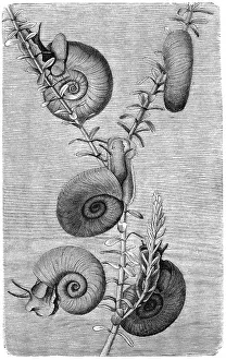 Great ramshorn (Planorbarius corneus) is a representative of the water lung snails