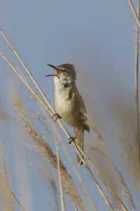 Great Reed Warbler (Acrocephalus arundinaceus)