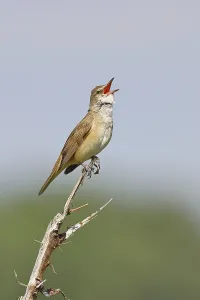 Great Reed Warbler (Acrocephalus arundinaceus)
