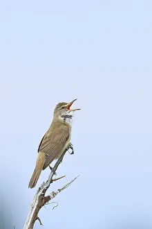Great Reed Warbler (Acrocephalus arundinaceus)