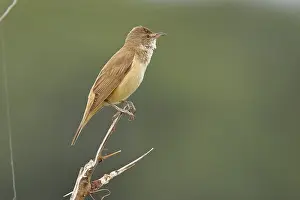 Great Reed Warbler (Acrocephalus arundinaceus)