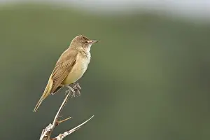 Great Reed Warbler (Acrocephalus arundinaceus)