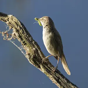 Great Reed Warbler (Acrocephalus arundinaceus) with food in its beak standing on an old branch