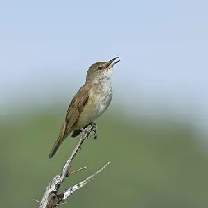 Great Reed Warbler (Acrocephalus arundinaceus) with open beak