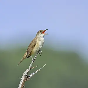 Great Reed Warbler (Acrocephalus arundinaceus) with open beak