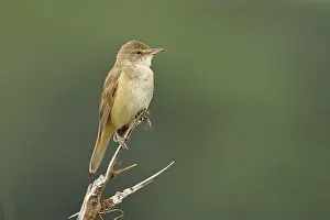 Great Reed Warbler (Acrocephalus arundinaceus) sitting on a twig