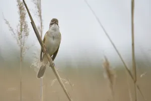 Great reed warbler (Acrocephalus arundinaceus) in spring