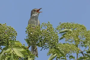 Great Reed Warbler with open beak sitting on branch with green leaves
