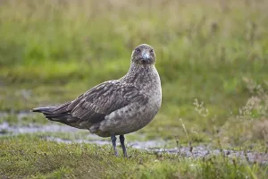 Great Skua (Stercorarius skua)