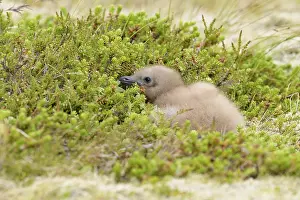 Great Skua (Stercorarius skua) chick on field