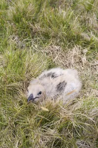 Great skua (Stercorarius skua) chick in grass