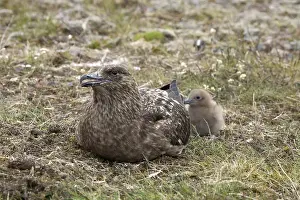 Great Skua (Stercorarius skua) with chick, Iceland