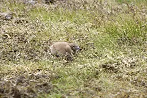 Great Skua (Stercorarius skua), Chick, Iceland