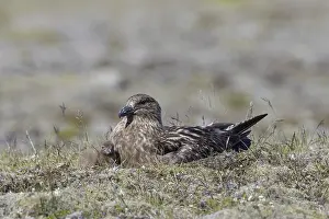 Great skua (Stercorarius skua) with chick nesting on the tundra in summer