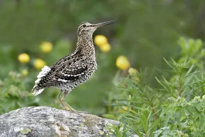 Great snipe (Gallinago media), courtship