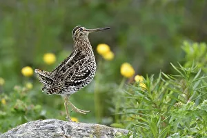 Great snipe (Gallinago media), male