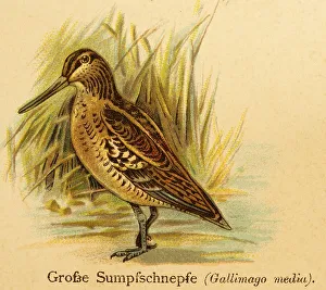 Great Snipe or great snipe (Gallinago media) World of Birds