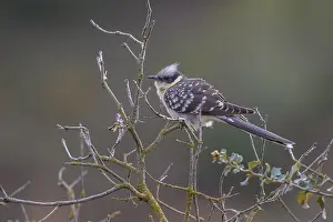 Great Spotted Cuckoo (Clamator glandarius)