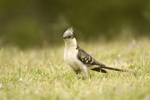 Great Spotted Cuckoo (Clamator glandarius)