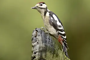Great spotted woodpecker