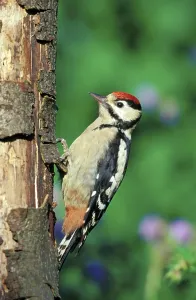 Great spotted woodpecker
