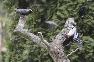 Great Spotted Woodpecker and Common Starling looking for food