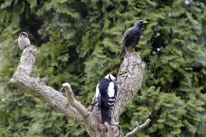 Great Spotted Woodpecker and Common Starling looking for food