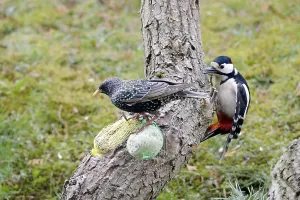 Great Spotted Woodpecker and Common Starling looking for food