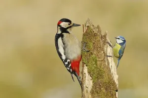 Great spotted woodpecker (Dendrocopos major)