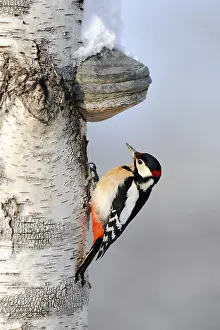 Great Spotted Woodpecker (Dendrocopos major)