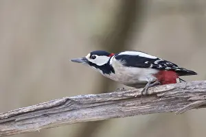Great Spotted Woodpecker (Dendrocopos major)