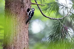 Great spotted woodpecker (Dendrocopos major)