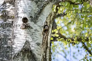 Great spotted woodpecker (Dendrocopos major)