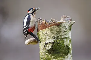 Great spotted woodpecker (Dendrocopos major)