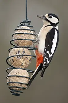 Great spotted woodpecker (Dendrocopos major)