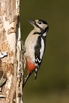 Great Spotted Woodpecker (Dendrocopos major)