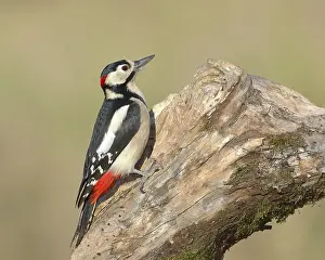 Great spotted woodpecker (Dendrocopos major)