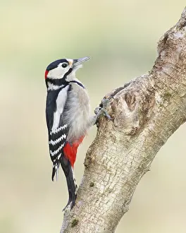 Great spotted woodpecker (Dendrocopos major)