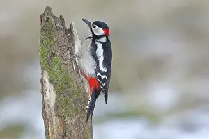 Great Spotted Woodpecker (Dendrocopos major)