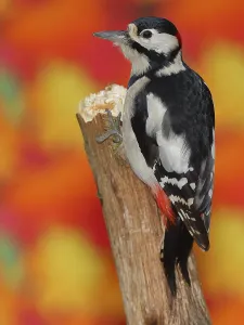 Great spotted woodpecker (Dendrocopos major)