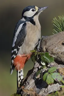 Great spotted woodpecker (Dendrocopos major)
