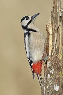 Great spotted woodpecker (Dendrocopos major)