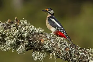 Great Spotted Woodpecker (Dendrocopos major)