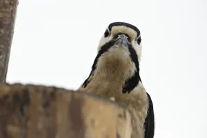 Great Spotted Woodpecker (Dendrocopos major)