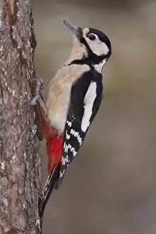 Great Spotted Woodpecker (Dendrocopos major)