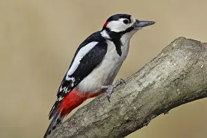 Great spotted woodpecker (Dendrocopos major)