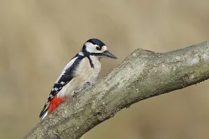 Great spotted woodpecker (Dendrocopos major)